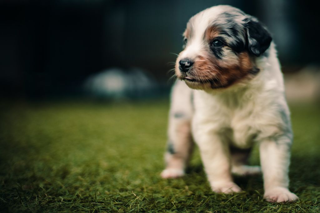 An Arrow In My Heart - Berger Australien - Portée née le 31/08/2020