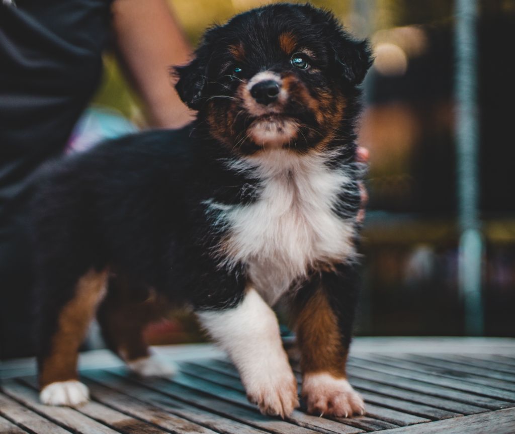 An Arrow In My Heart - Berger Australien - Portée née le 19/08/2020